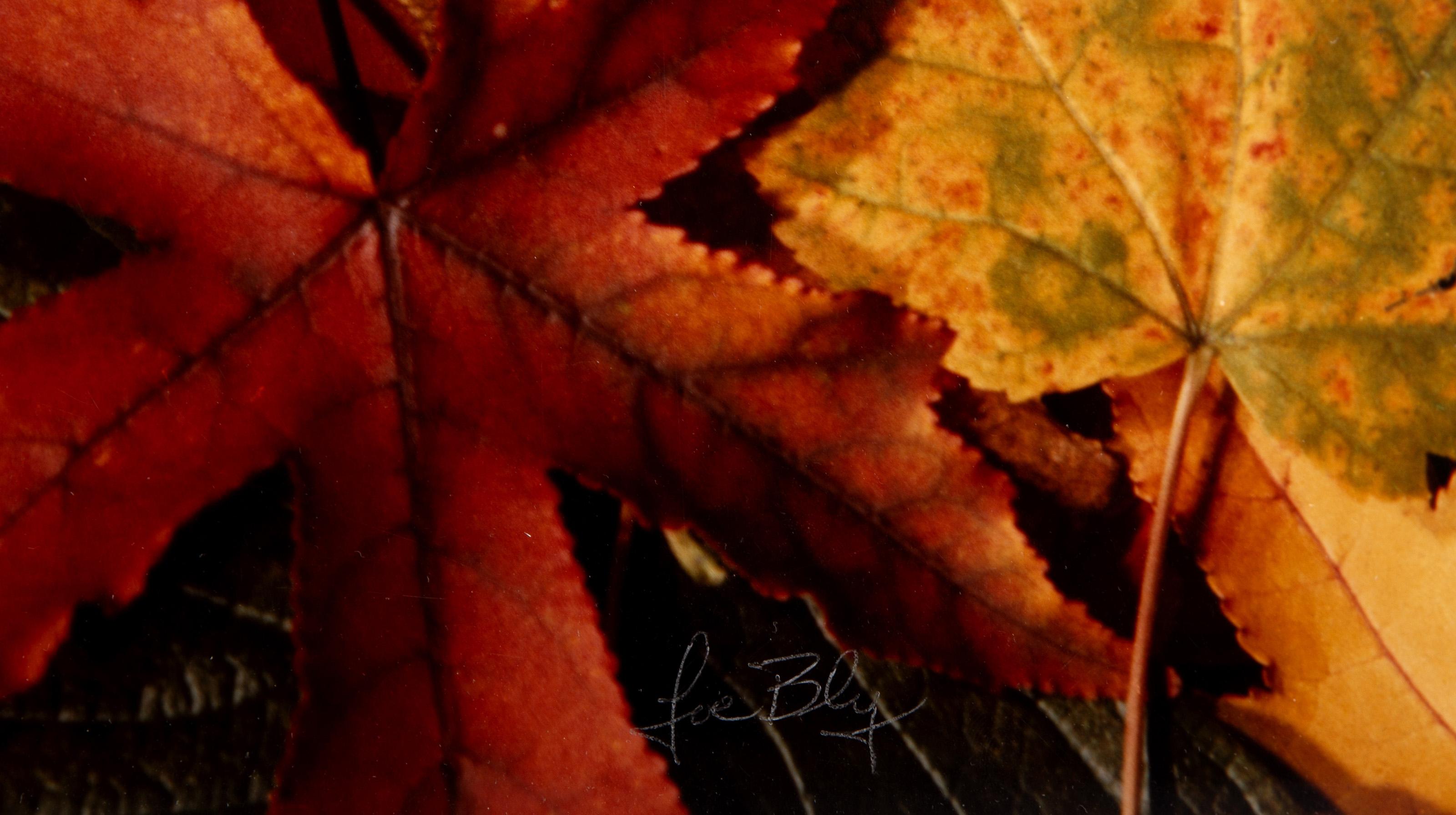 Fallen Leaves, Contemporary Pop Art Color Photograph by Joe Bly For Sale 3