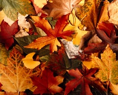 Fallen Leaves, Pop Art Photographic Paper by Joe Bly