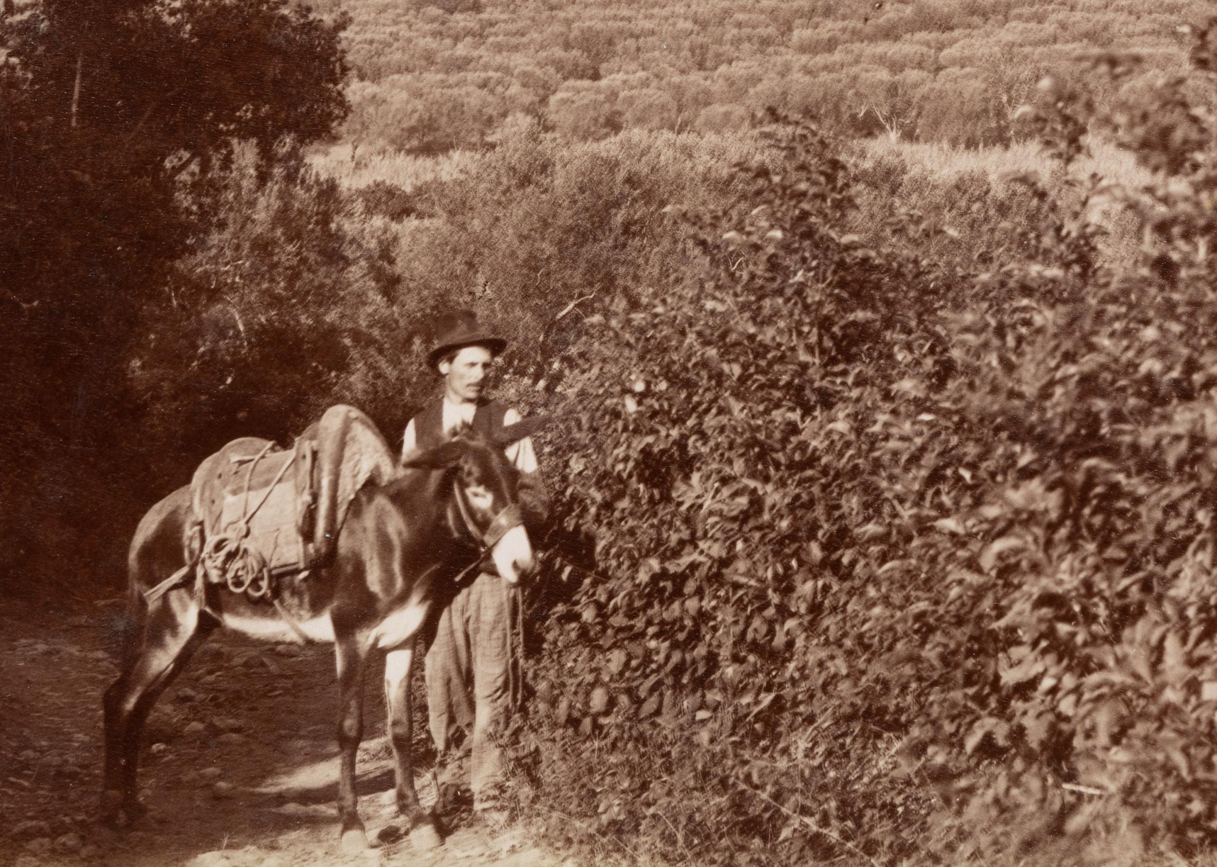 Domenico Anderson (1854 Rom - 1938 ibid.) Circle: Farmer with donkey in the landscape of the Alban Hills, c. 1880, albumen paper print

Technique: albumen paper print, mounted on Cardboard

Inscription: Lower middle inscribed on the support: 