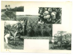 Bauernhöfe – Vintage-Foto – 1960er Jahre