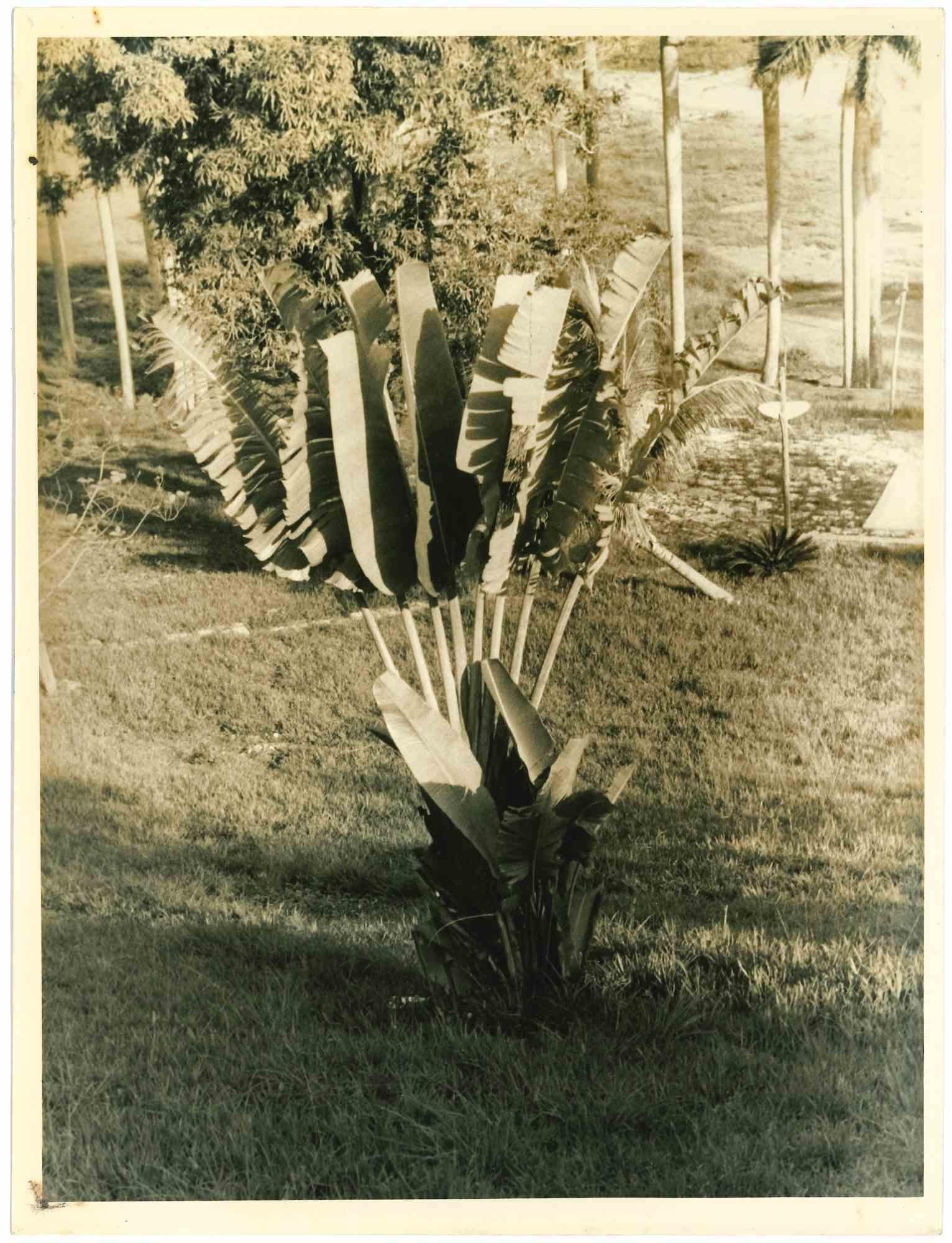 Unknown Figurative Photograph - Feathers- Vintage Photo - 1960s