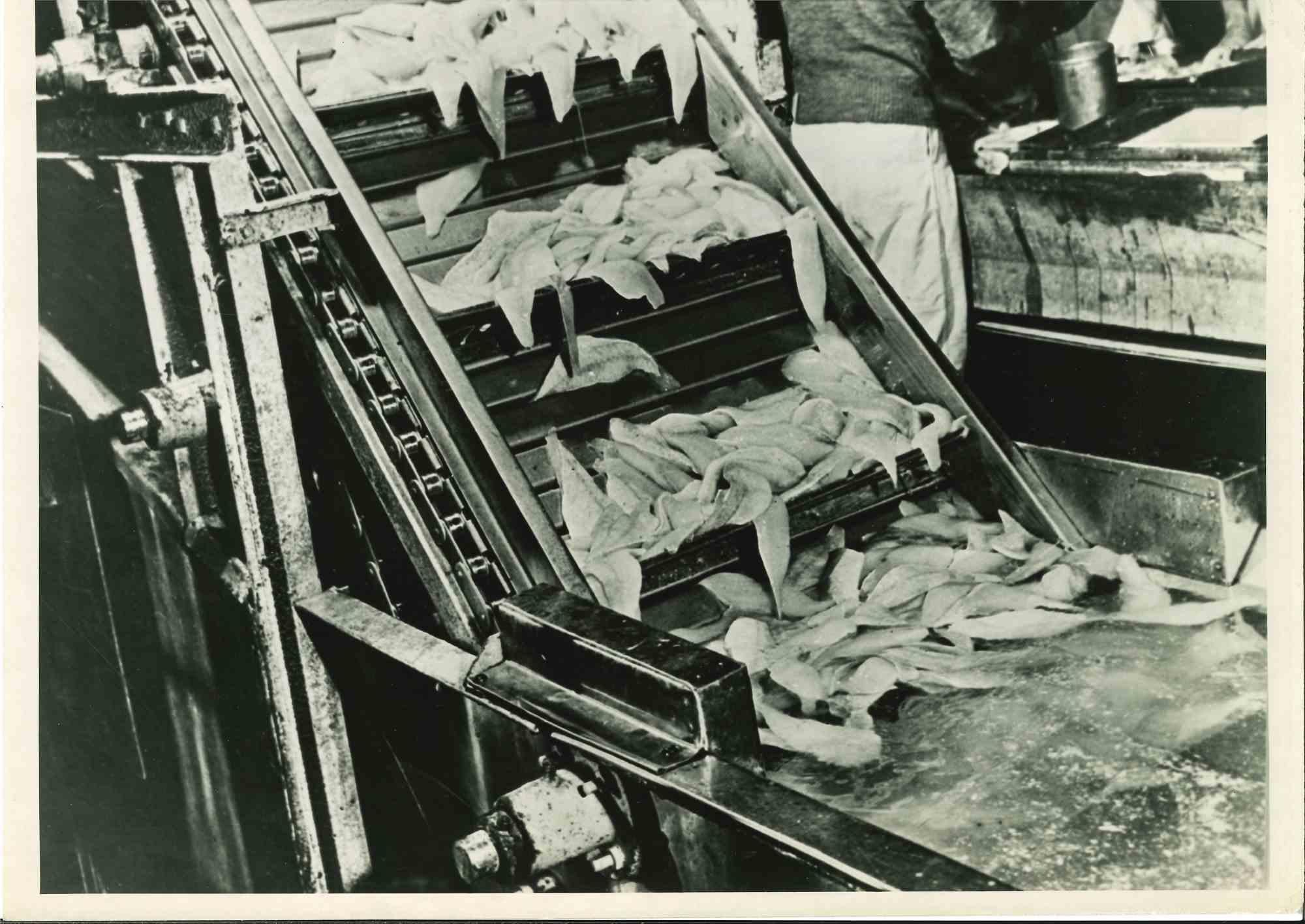 Figurative Photograph di Unknown - Industria degli alimenti surgelati -  Fotografia d'epoca americana - Metà del XX secolo