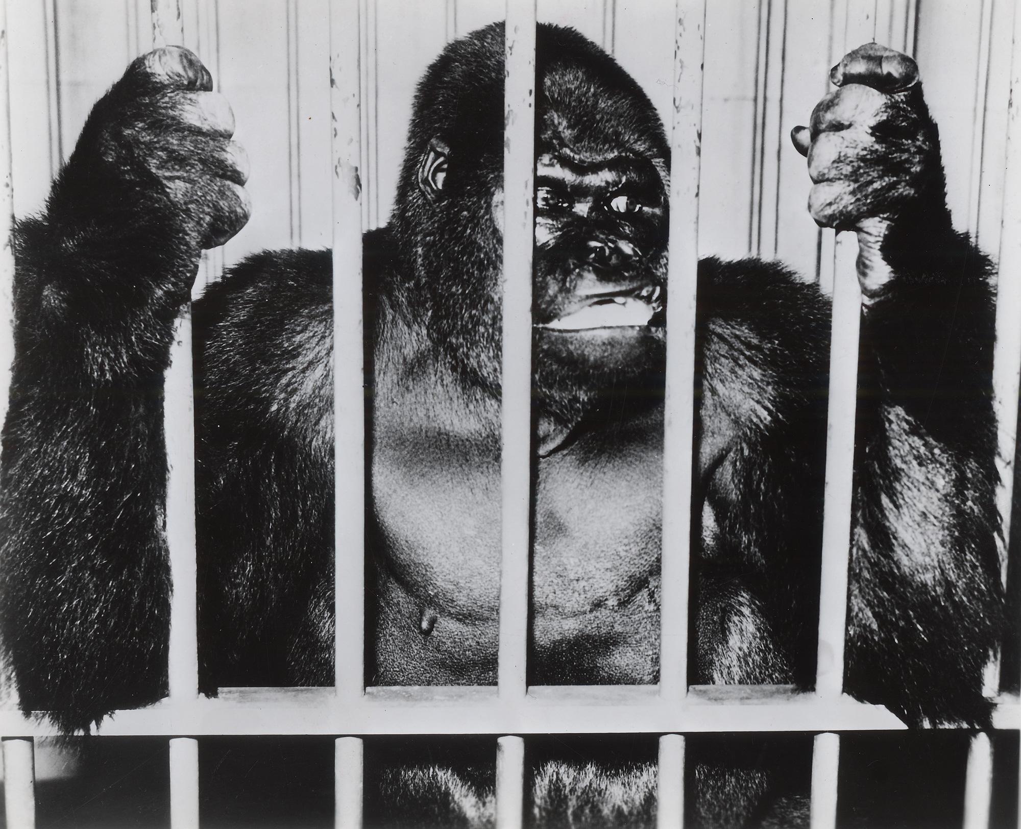 Gargantua – Gorilla Circus Star Ringling Bros. and Barnum
Bailey Circus