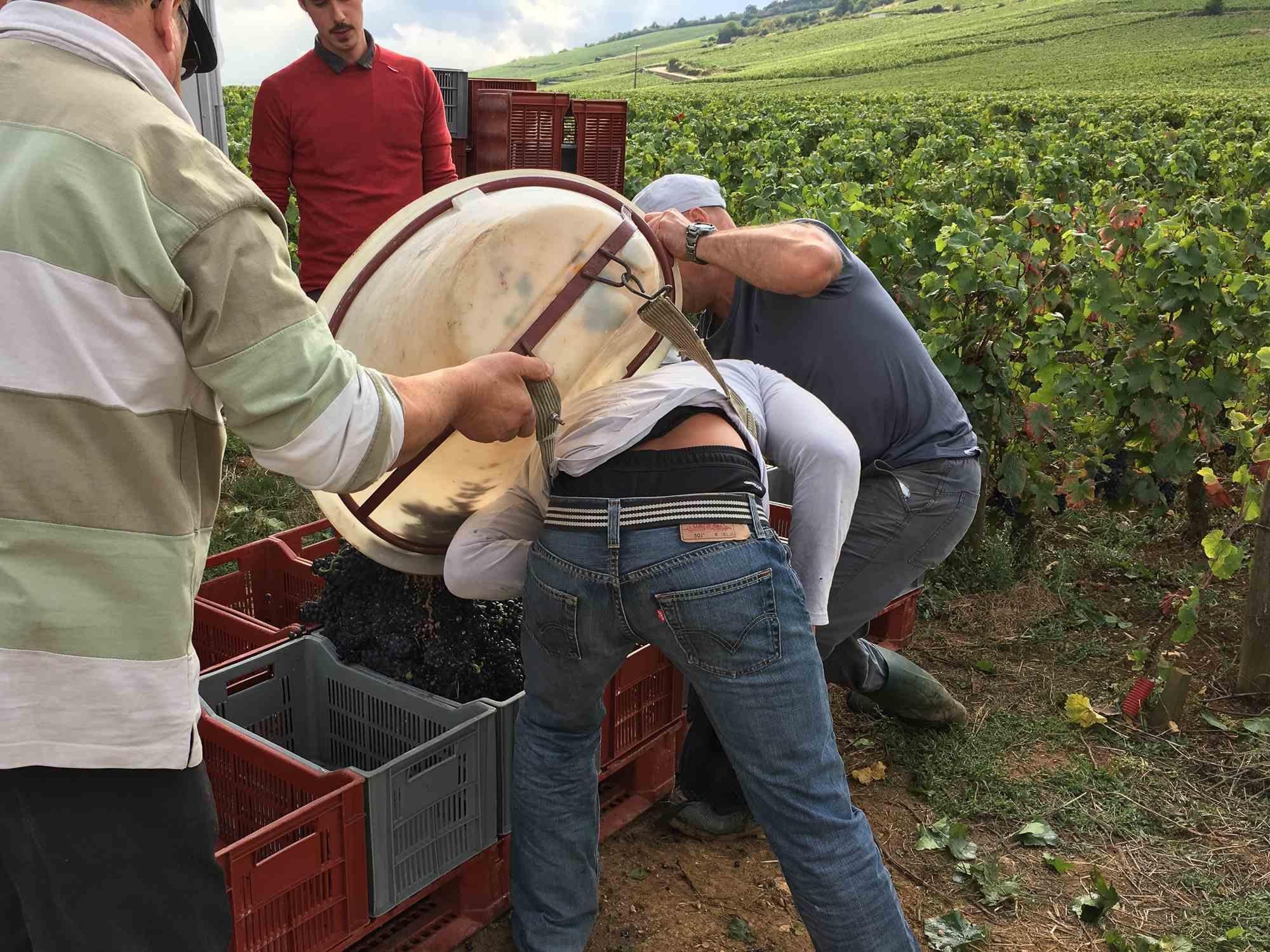 Unknown Portrait Photograph - Grape Harvest - Photo by Cindi Emond - 2016