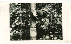 Gypsy Moth Survey - Vintage Photograph - 1950s