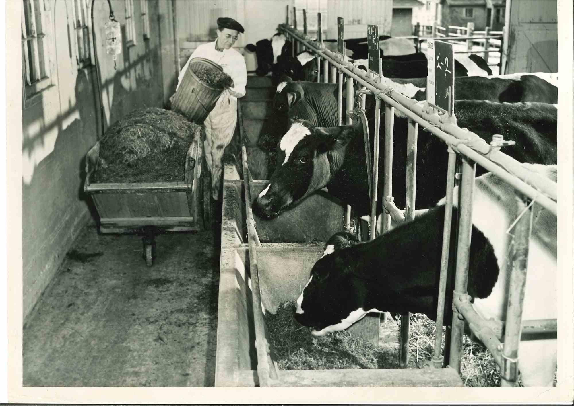 Récolte du foin -  Photographie américaine vintage du milieu du XXe siècle