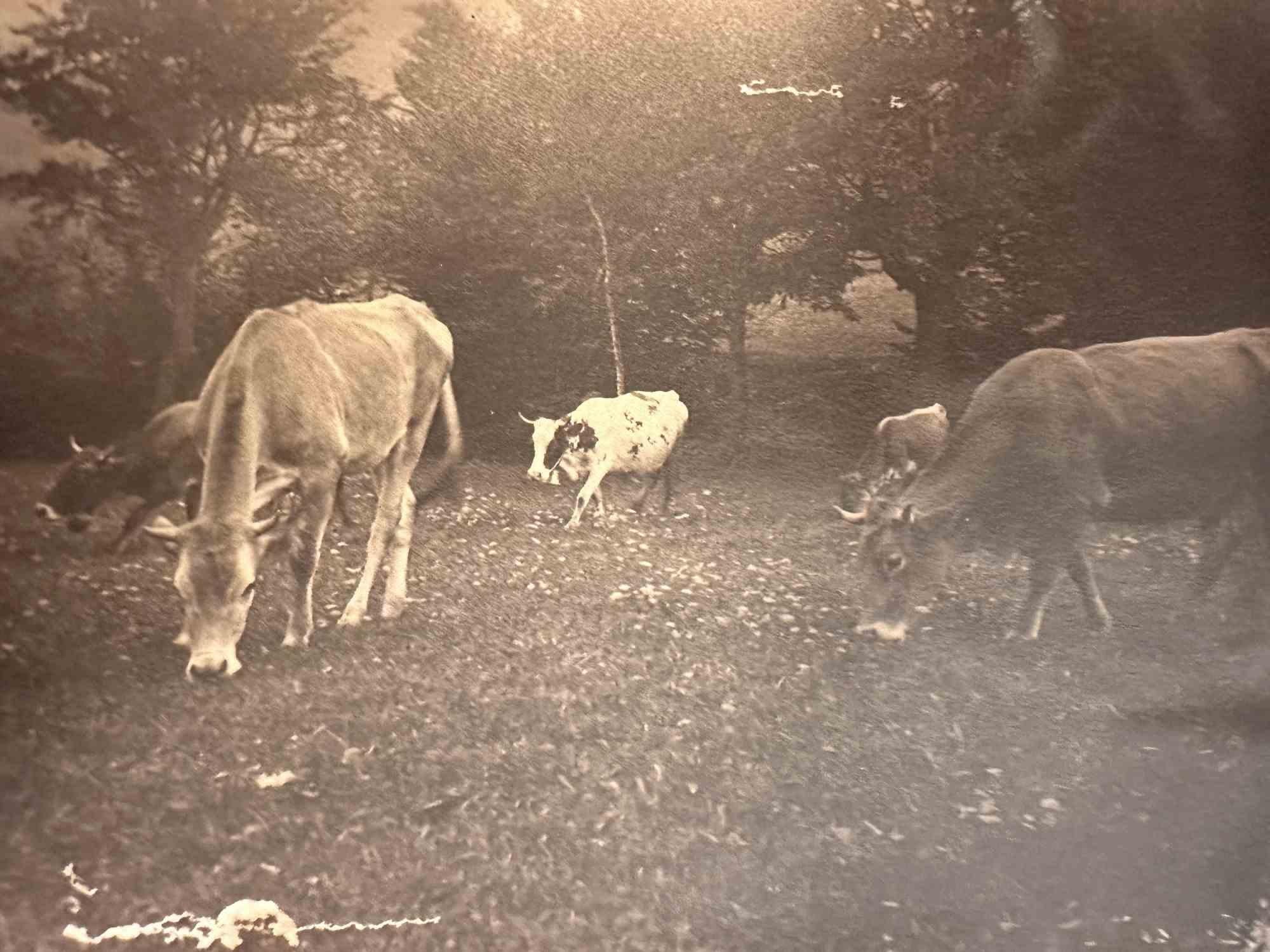 Unknown Portrait Photograph - Herd - Early 20th Century