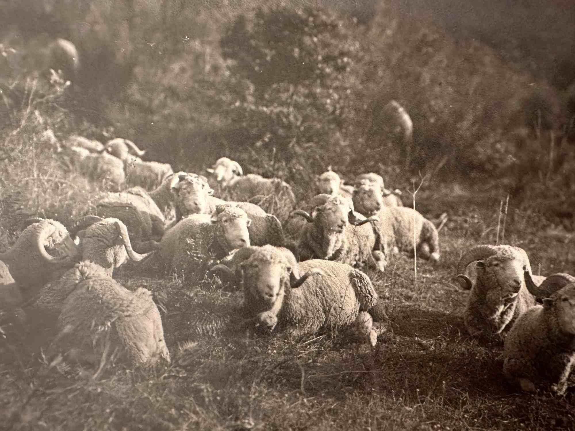 Herd - Early 20th Century