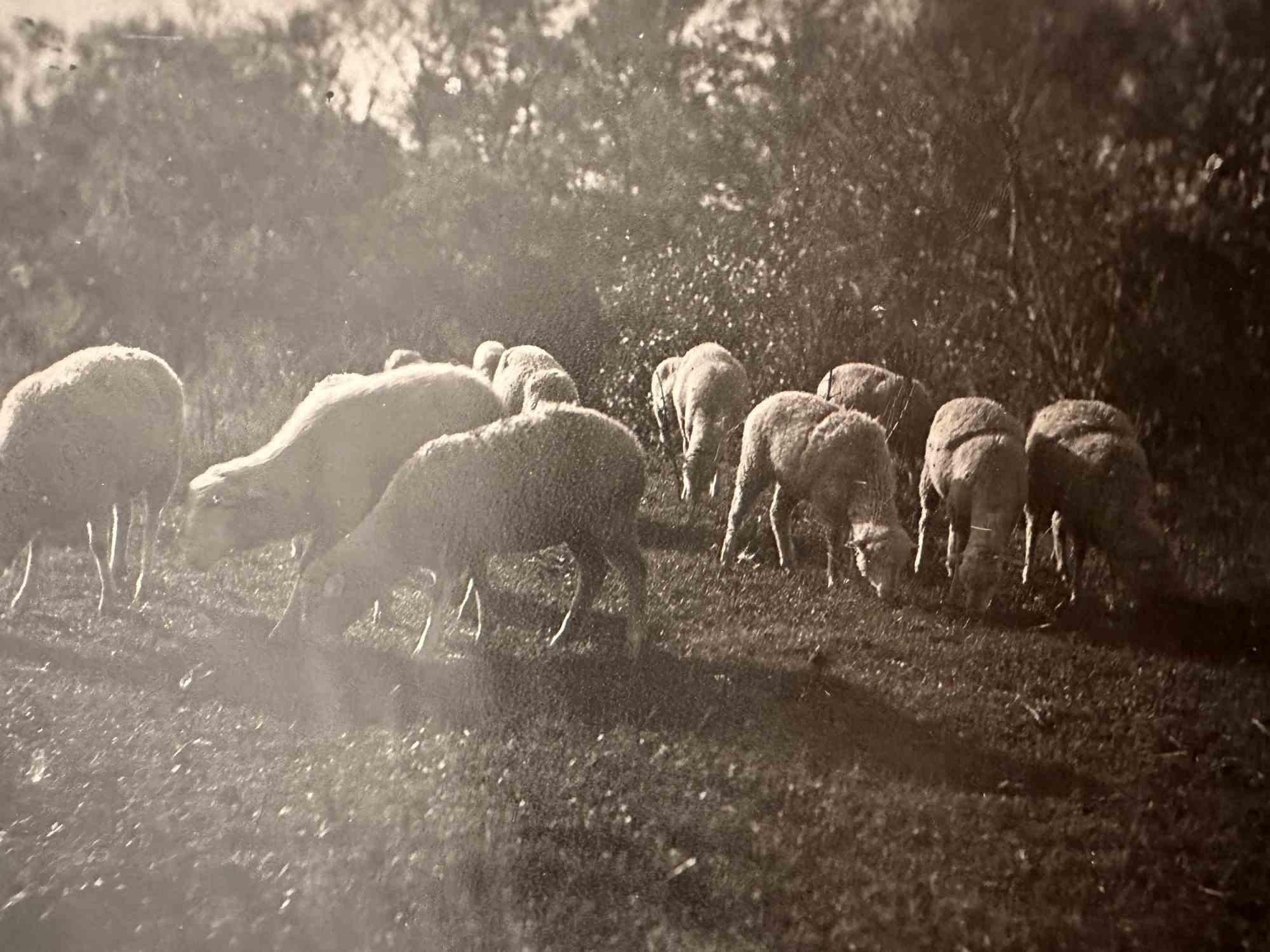 Unknown Figurative Photograph - Herd - Vintage Photo - Early 20th Century