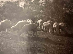 Herd - Photo vintage - Début du 20ème siècle