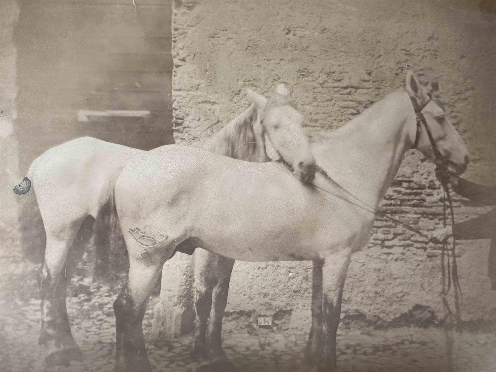Unknown Figurative Photograph - Historical Photo - Horses - Vintage Photo - Early 20th Century