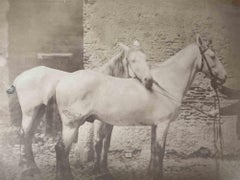 Historisches Foto – Pferde – Vintage-Foto – frühes 20. Jahrhundert