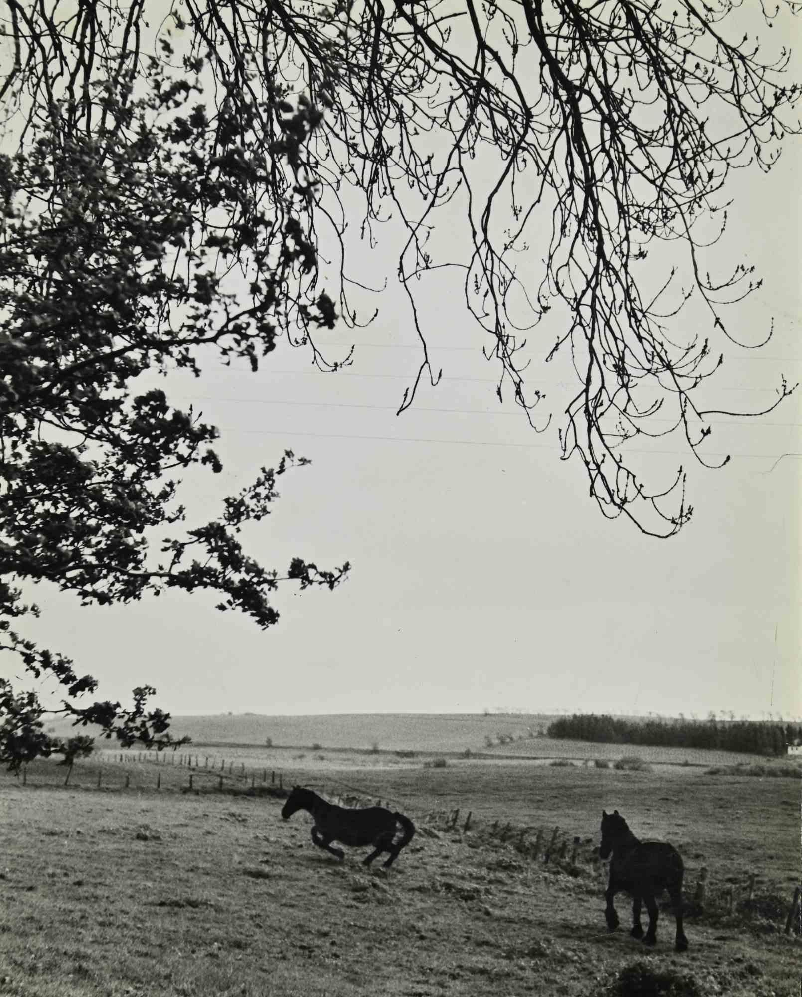 Figurative Photograph Unknown - Chevaux - Photographie Vintage - Années 1960
