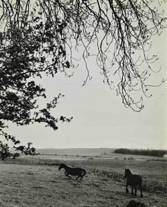 Caballos - Fotografía de época - Años 60