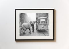 'Hungry Elephant' Archival Photograph by Getty, 16x20