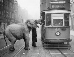 Hungry Elephant - London Street Photography 1950s Elephant Photography