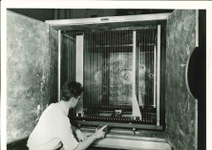 Individual Re search - Vintage Photograph - Mid 20th Century