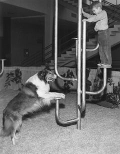 Jon Provost and Lassie Rehearsing a Scene Retro Original Photograph