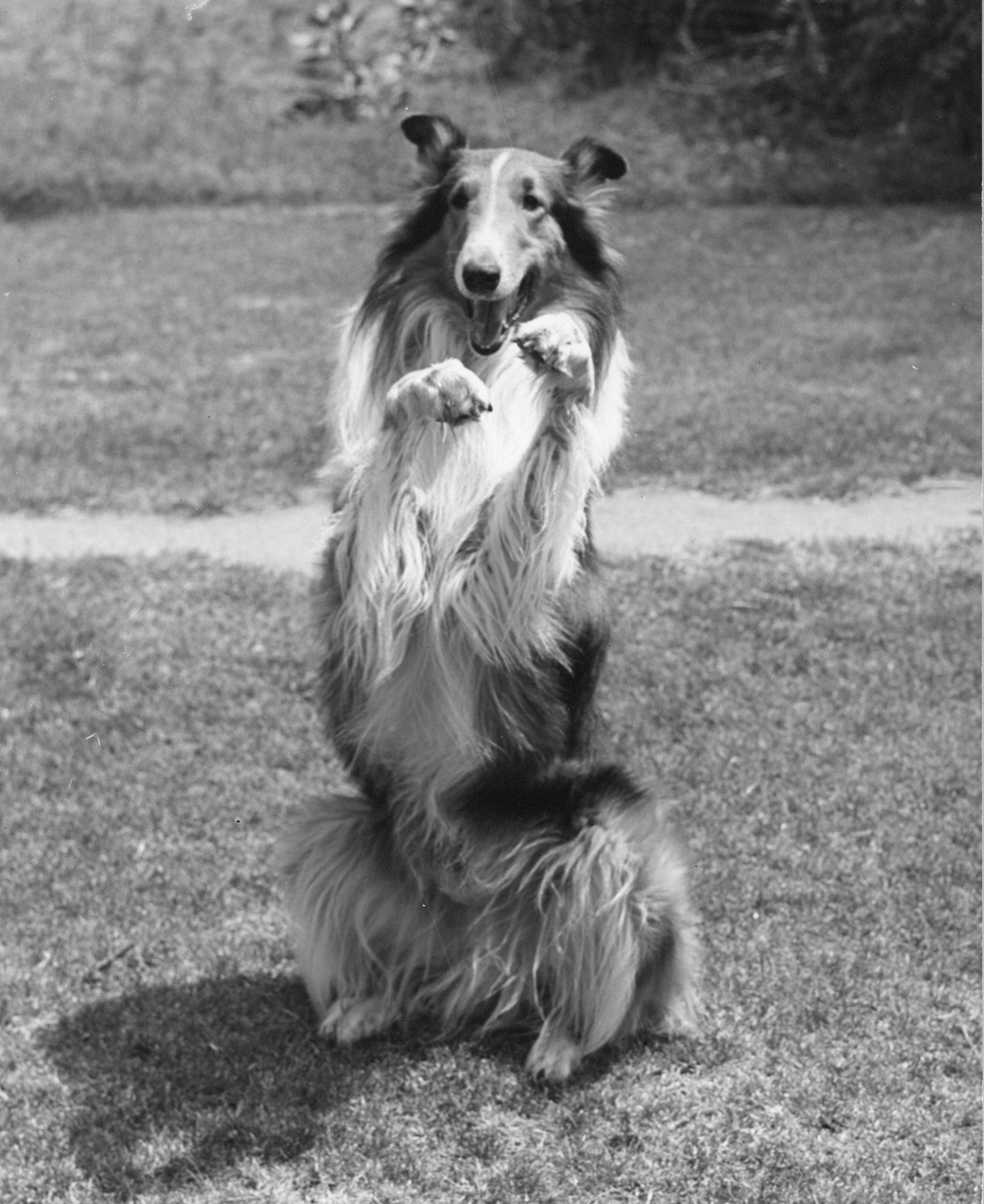 Unknown Portrait Photograph - Lassie: the Most Celebrated Collie in Film Vintage Original Photograph