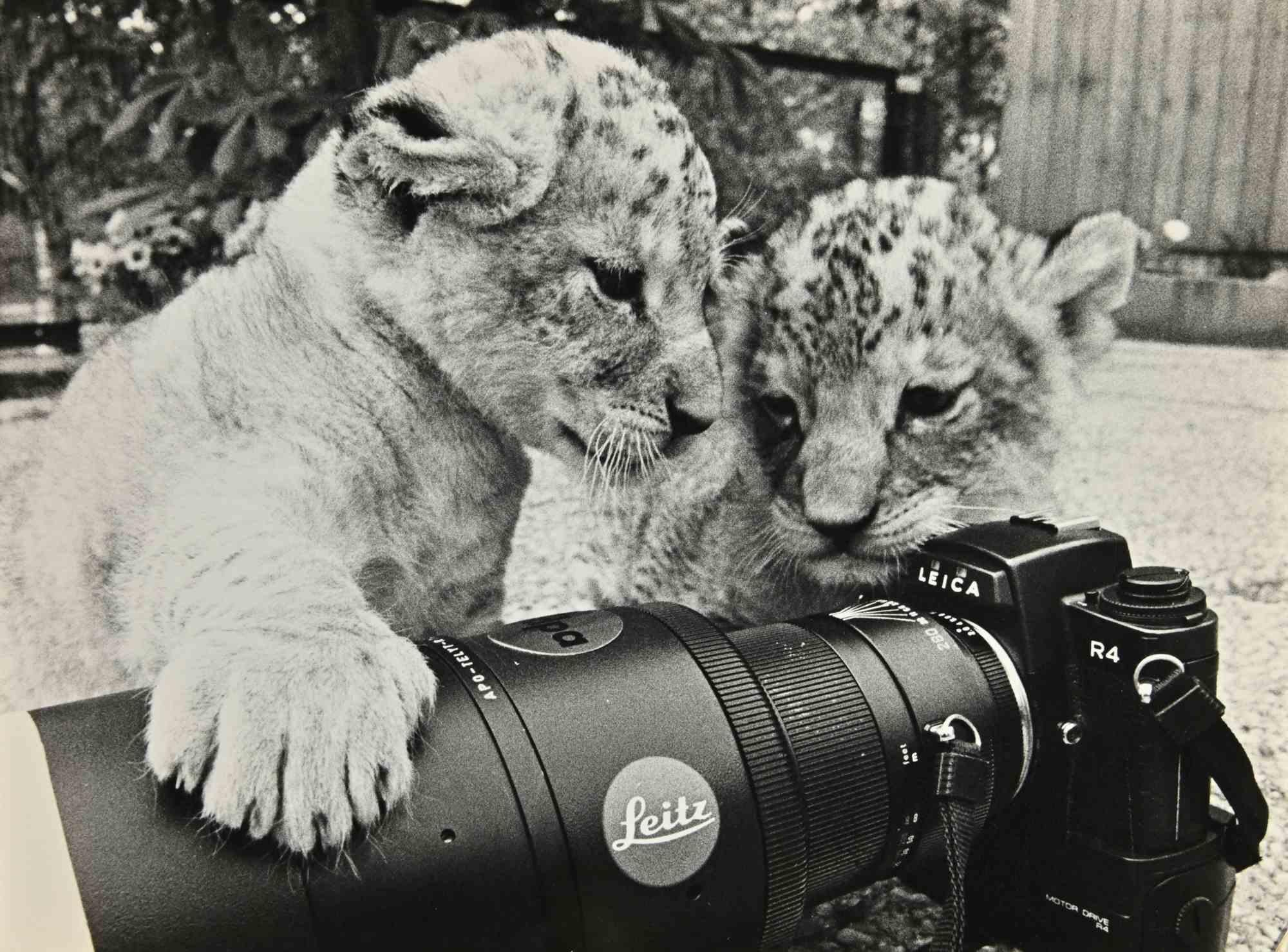 Unknown Figurative Photograph - Little Leopards - Photograph - 1960s