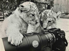 Vintage Little Leopards - Photograph - 1960s