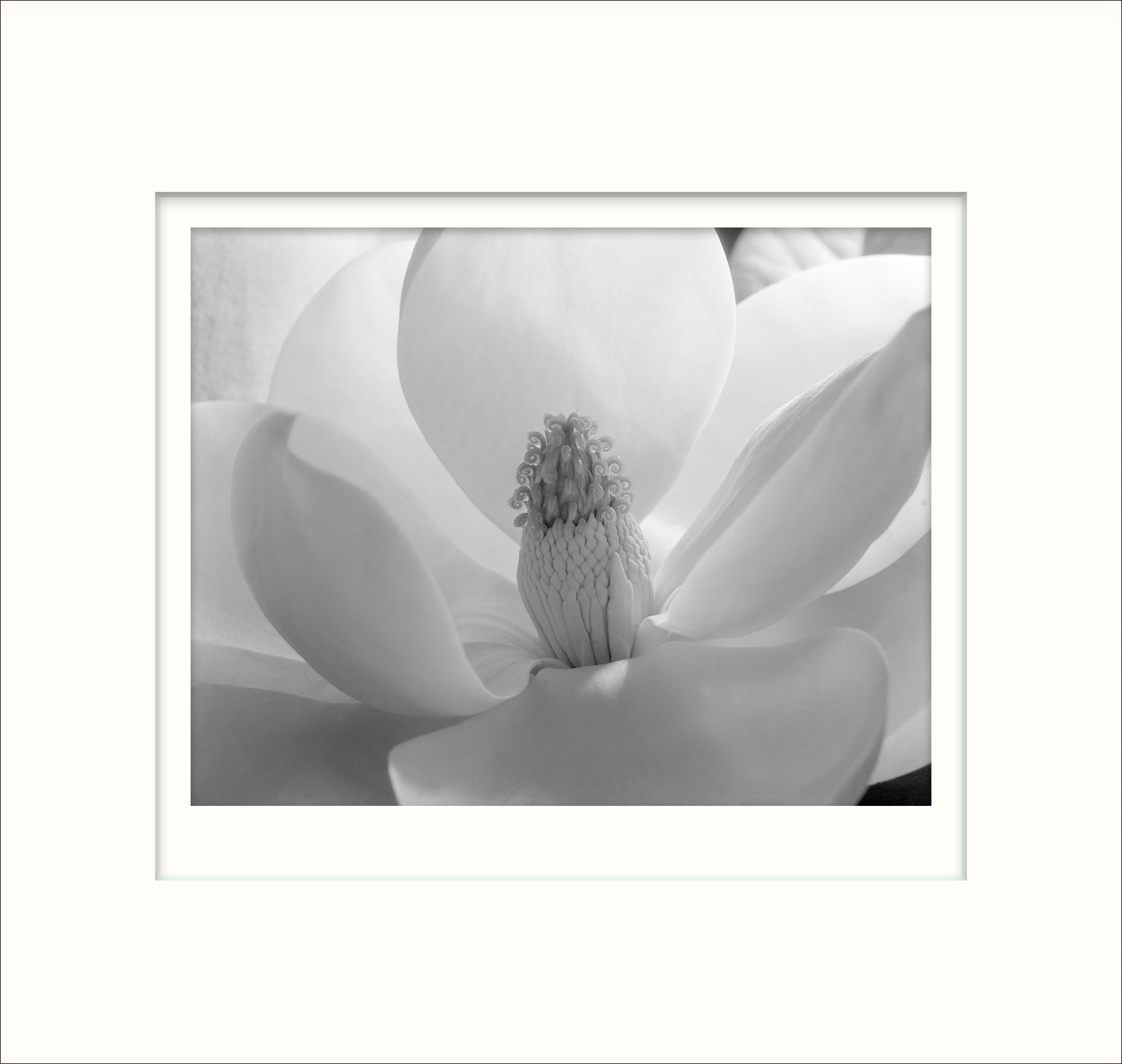 Unknown Still-Life Photograph - Magnolia Blossom, 1925  Photograph by Imogen Cunningham. Mounted on 22x28 board