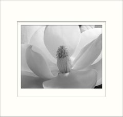 Magnolia Blossom, 1925  Photograph by Imogen Cunningham. Mounted on 22x28 board