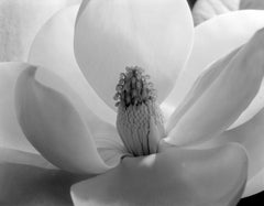Magnolia Blossom, 1925  Photograph by Imogen Cunningham. Mounted on 22x28 board