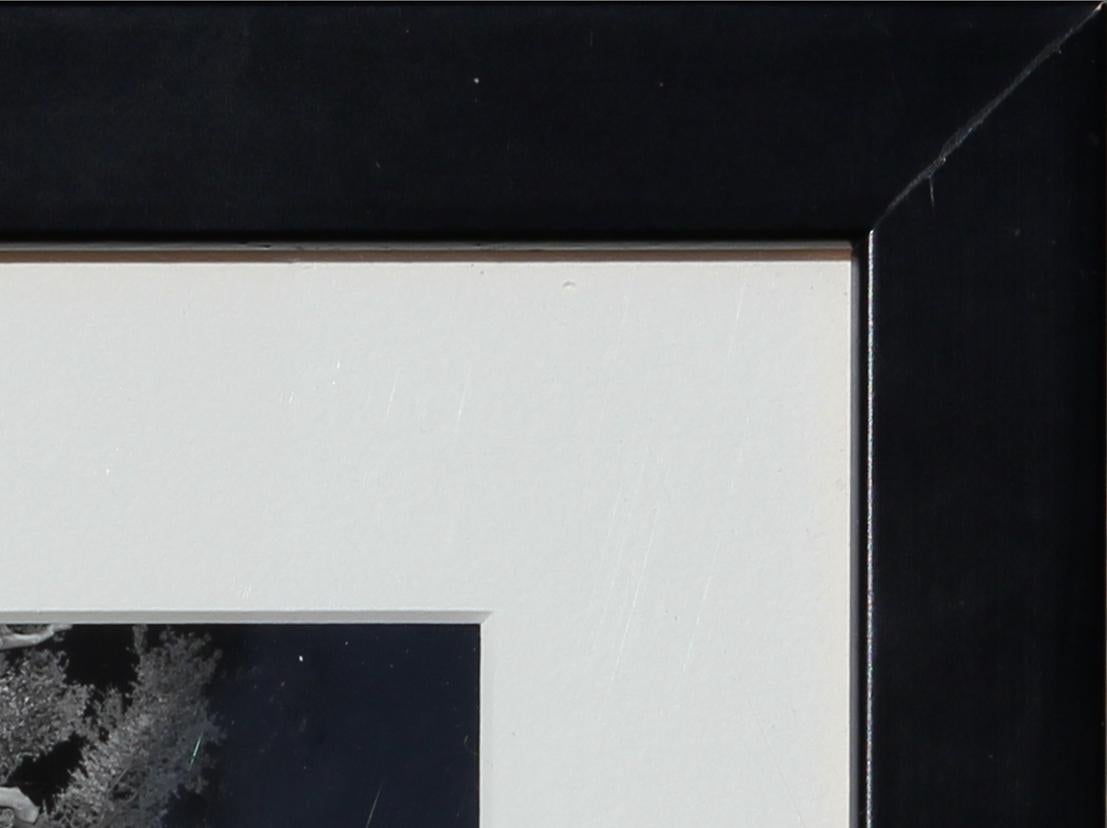 Modernes schwarz-weißes, dezentriertes Filmnegativ einer Baumfotografie. Das 24. Bild auf dem Filmstreifen und die schräge Komposition verleihen dem Werk einen Hauch von Geheimnis. Derzeit in einem soliden schwarzen Rahmen mit breitem weißen