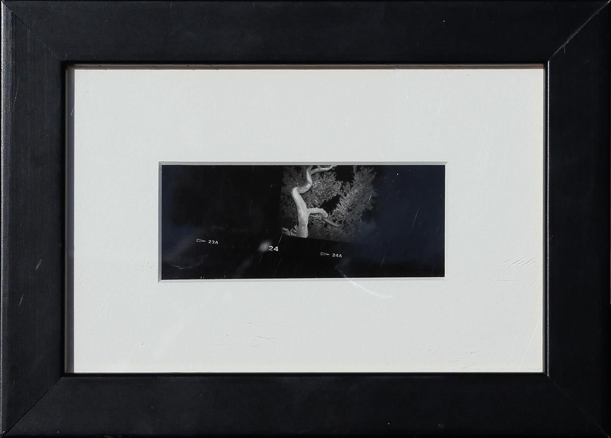 Unknown Still-Life Photograph – Moderner schwarz-weißer Filmnegativ, der einen zentrierten Baum in der Mitte darstellt