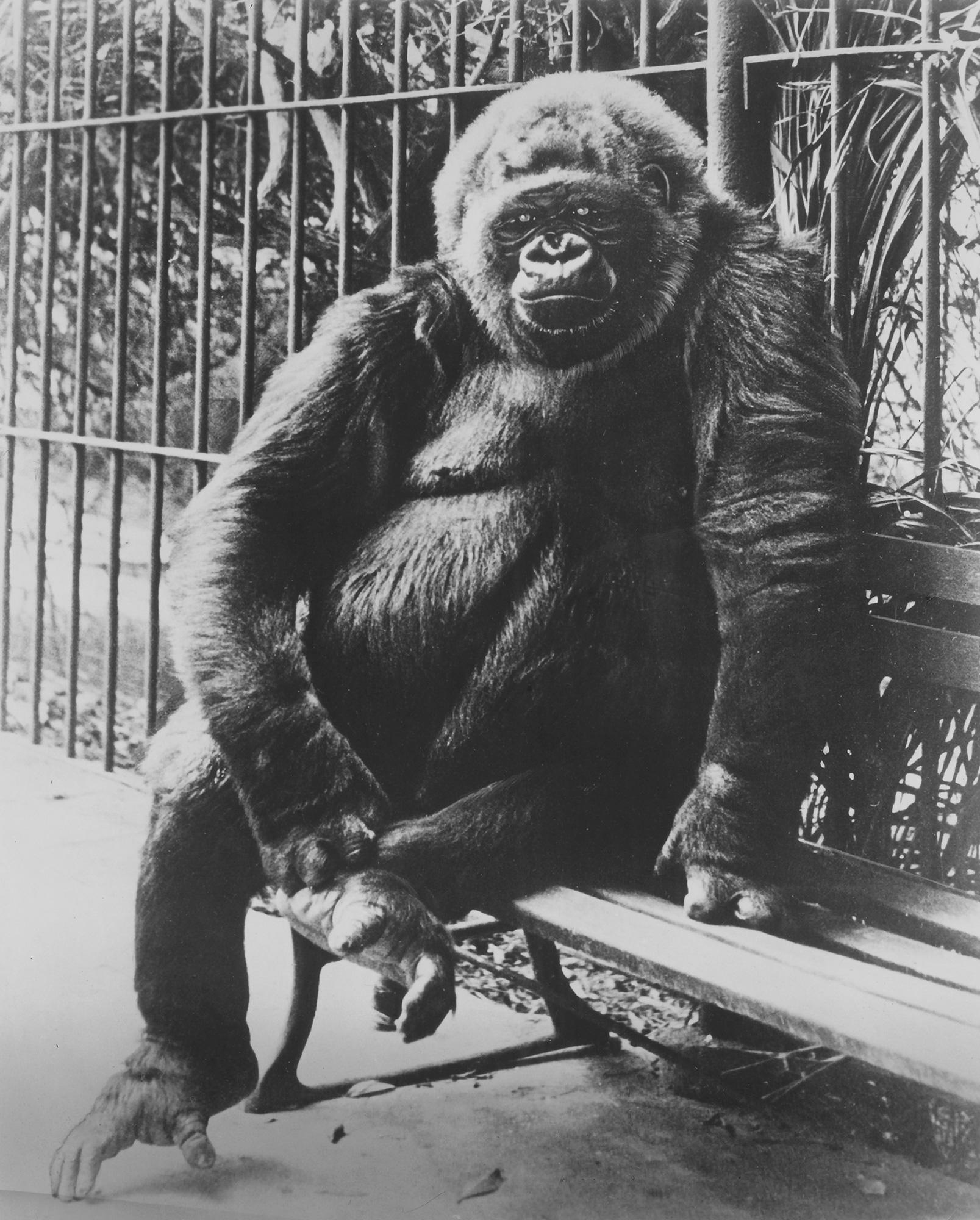 Unknown Figurative Photograph - M’Toto – Famous Ringling Bros. and Barnum 
Bailey Circus Gorilla