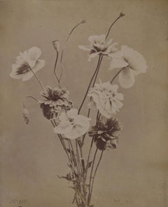 No. 100, Coquelicote