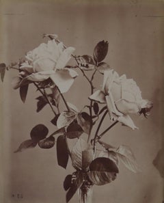 Antique No. 25, Rose France