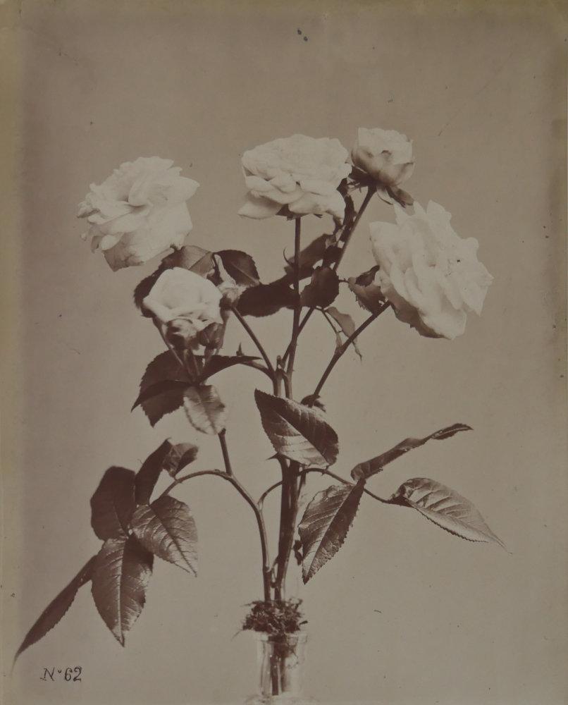 N° 62, Neigeuses roses
