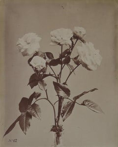 Antique No. 62, Rose neigeuses