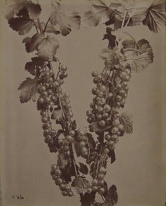 Nº 64, Groseilles Blanches