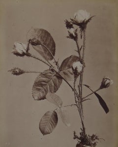 Antique No. 7, Rose Mousseuse
