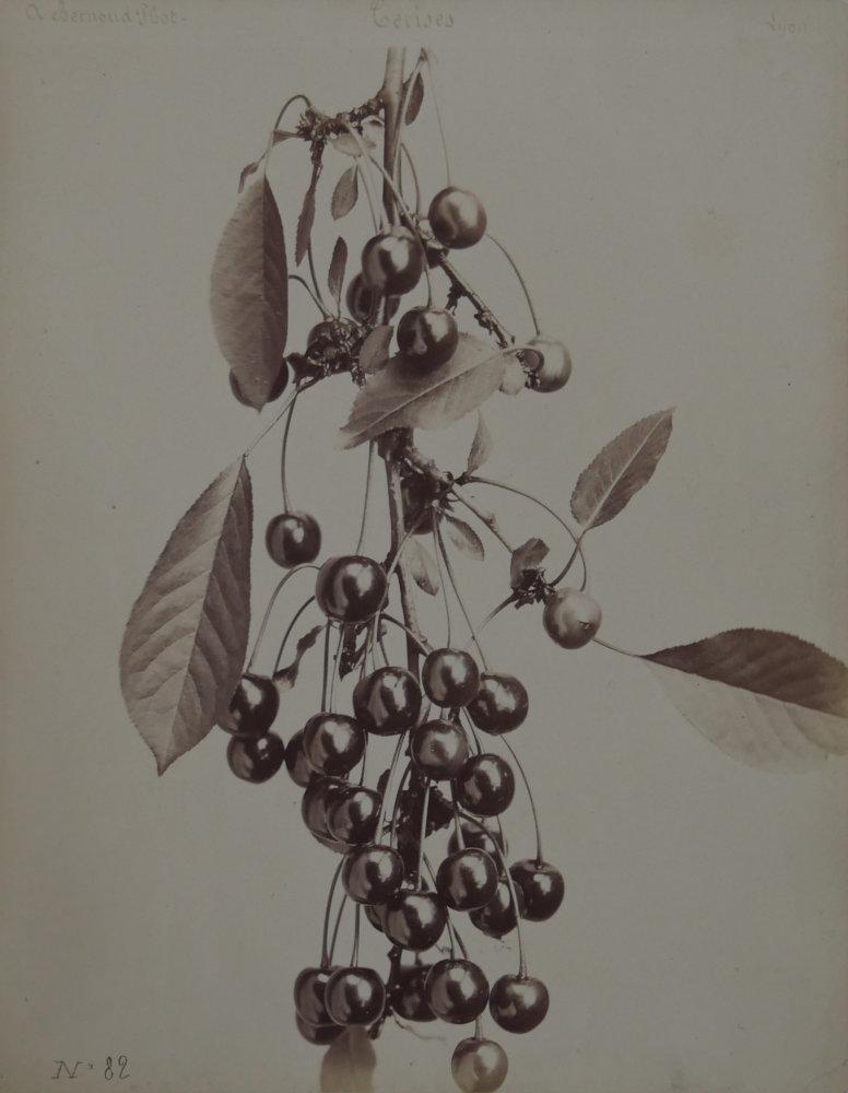 No. 82, Cerises