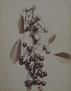 Nº 82, Cerises