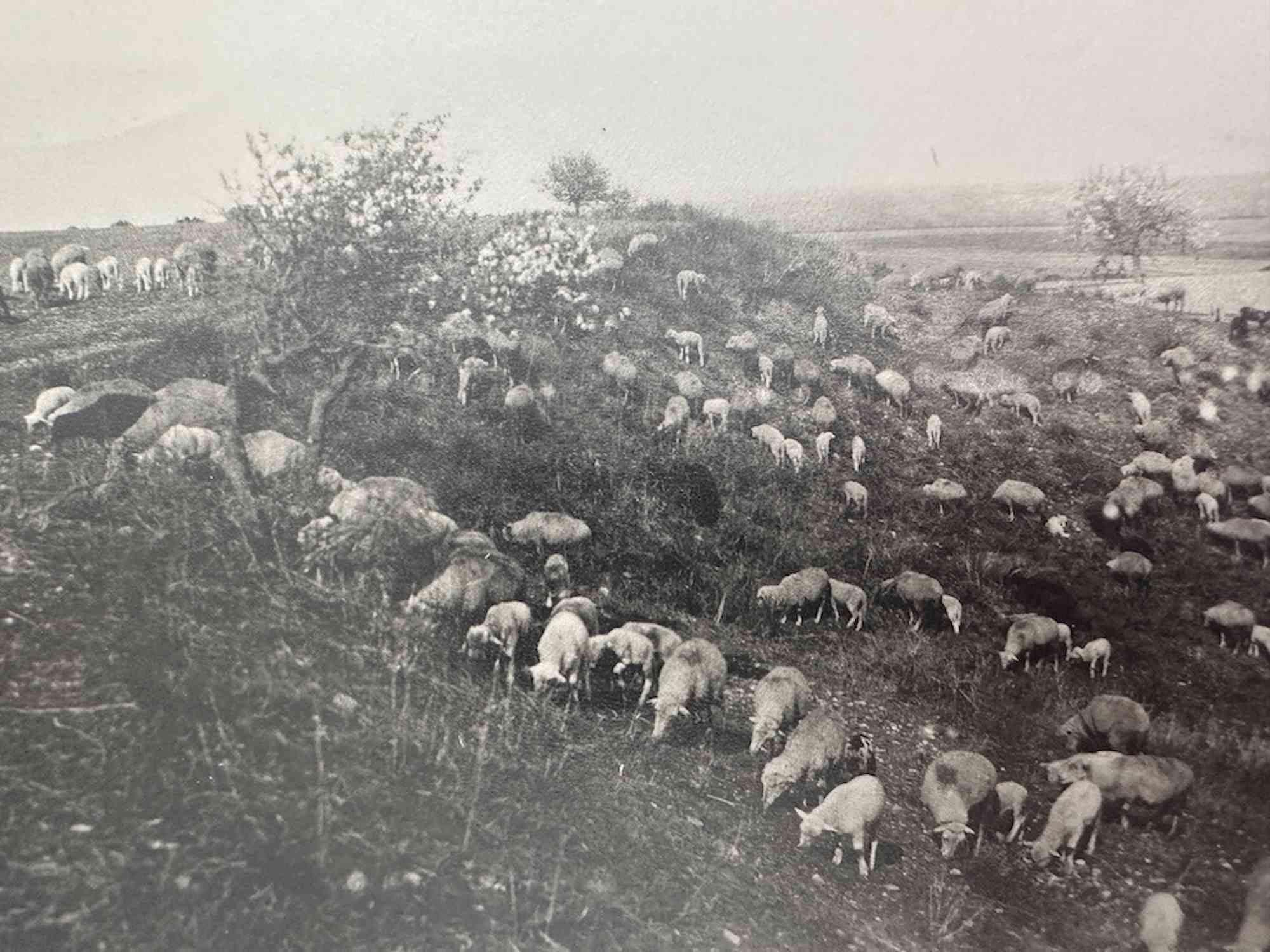 Unknown Figurative Photograph - Old Days  - Animals in the Tuscan Maremma - Vintage Photo - Early 20th Century