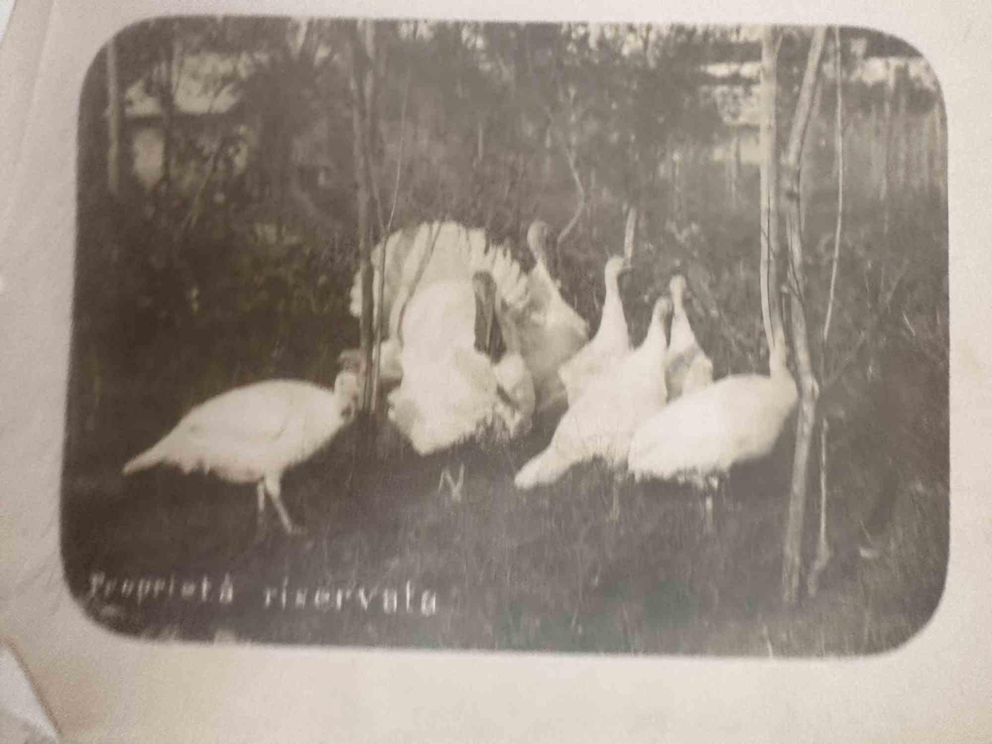 Unknown Figurative Photograph - Old Days  - Birds - Vintage Photo - Mid-20th Century