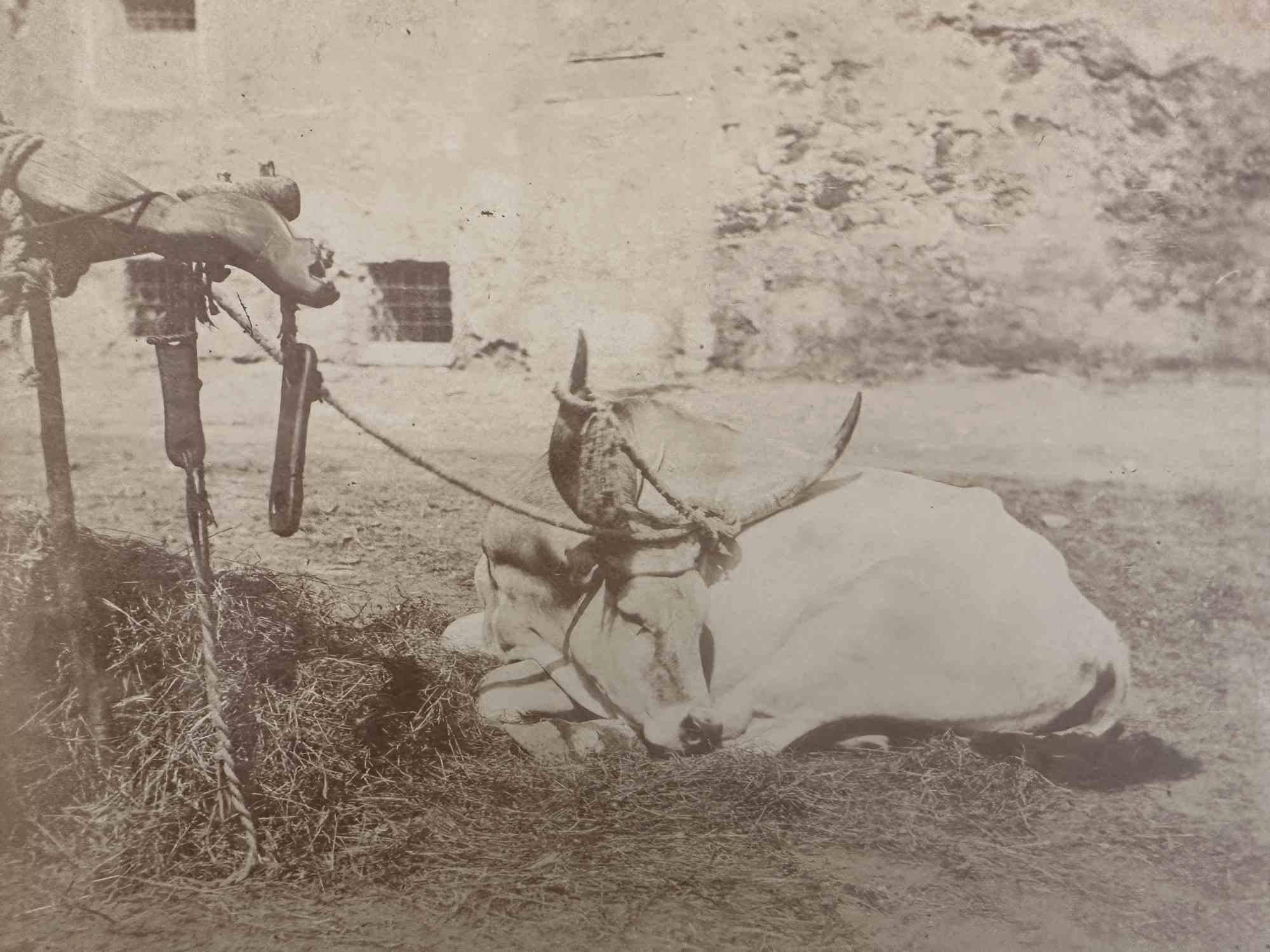 Old Days  - Cows in the Tuscan Maremma  - Vintage Photo - Early 20th Century