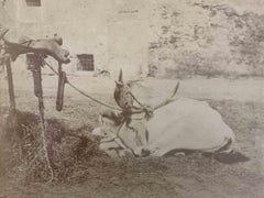 Alte Tage  - Kühe im toskanischen Maremma  Vintage-Foto – frühes 20. Jahrhundert