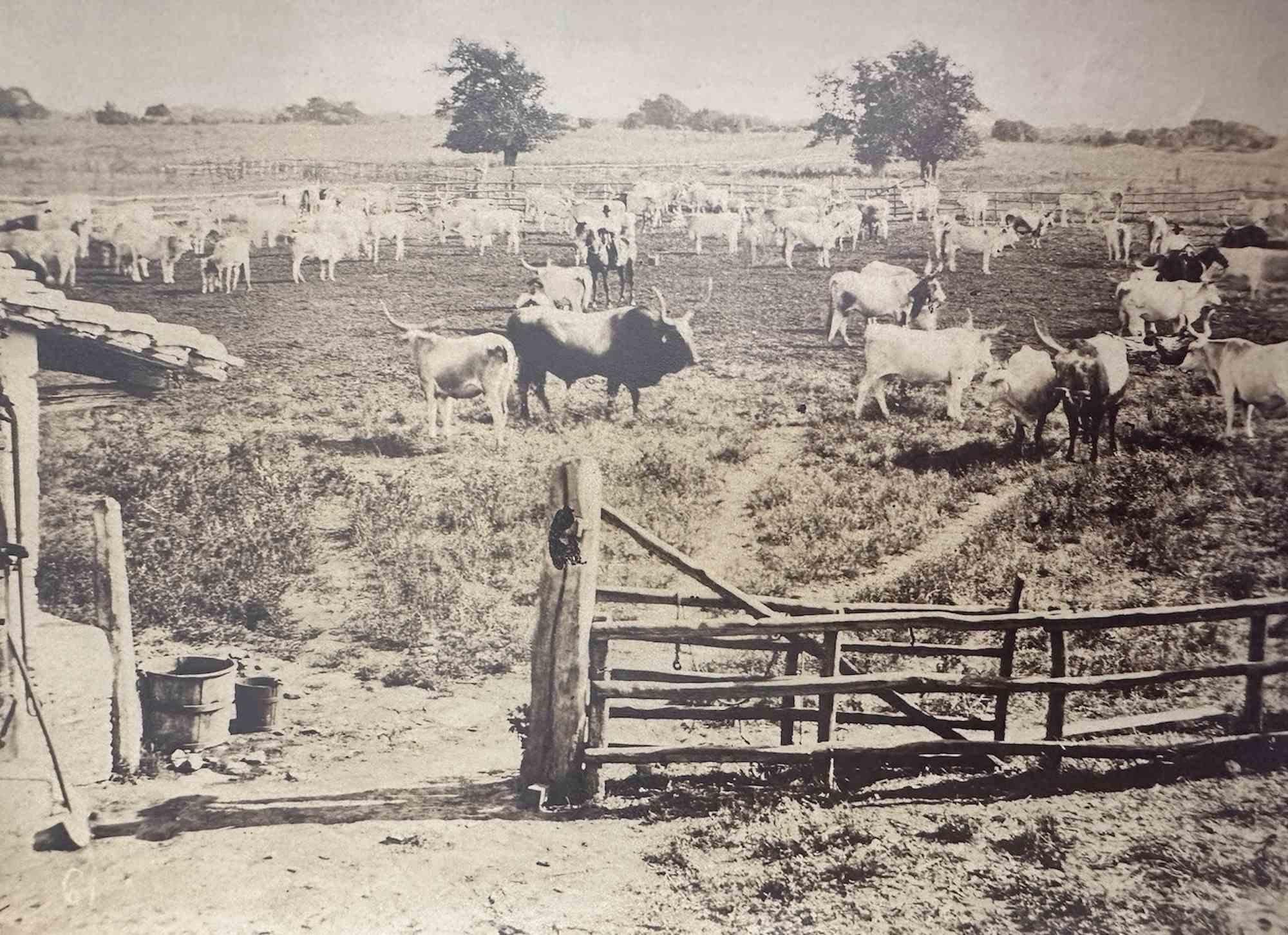 Unknown Figurative Photograph - Old Days  - Cows in the Tuscan Maremma - Vintage Photo - Early 20th Century