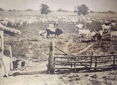 Old Days  - Cows in the Tuscan Maremma - Antique Photo - Early 20th Century