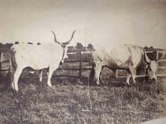 Old Days - Cows in the Tuscan Maremma - Vintage Photo - Early 20th Century