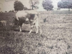 Old Days - Cows - Vintage Photograph - Mid-20th Century