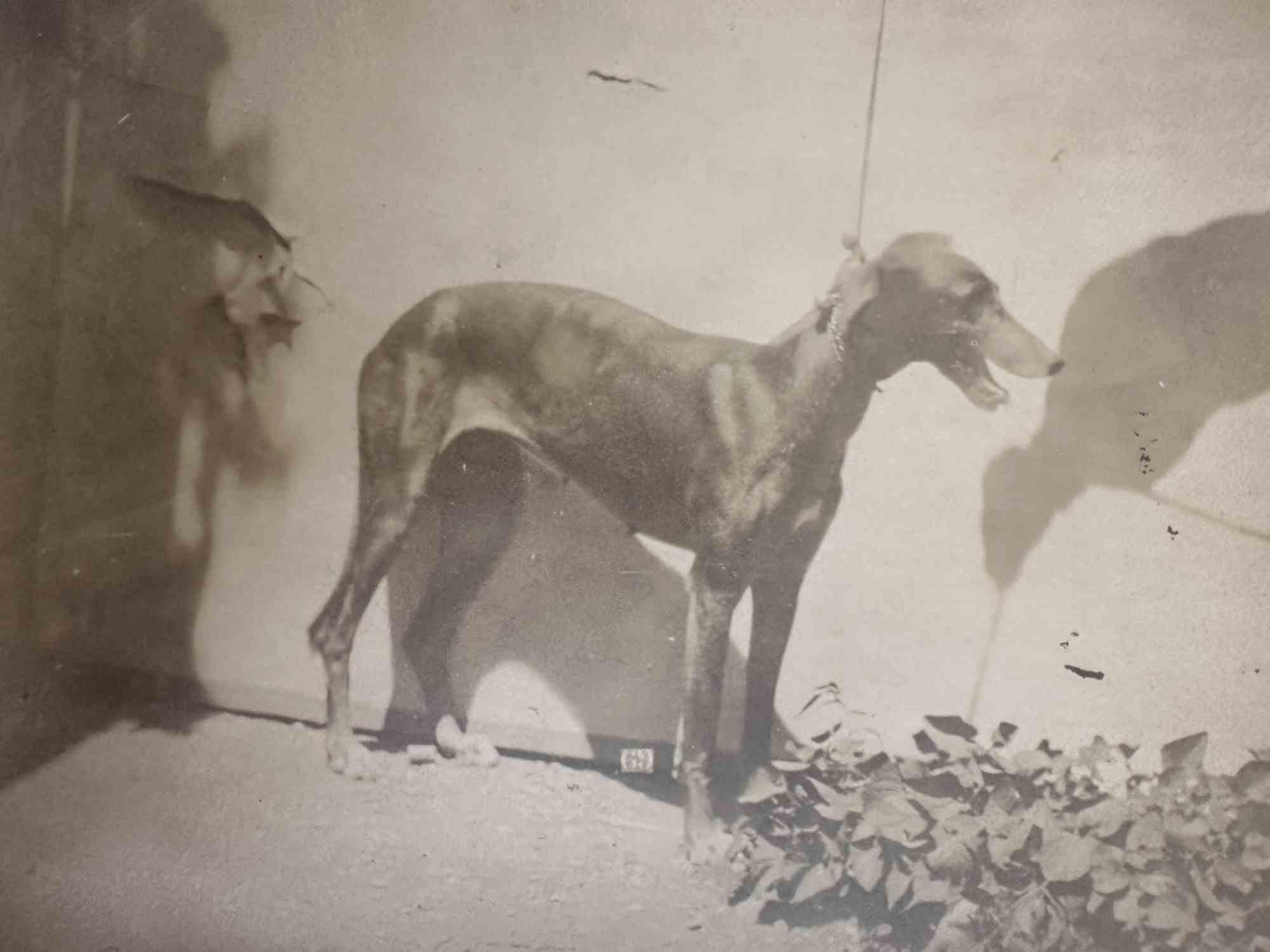 Unknown Figurative Photograph - Old Days - Dog - Vintage Photo - Early 20th Century