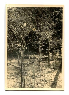 Alte Tage  - Garten - Vintage-Foto frühes 20. Jahrhundert