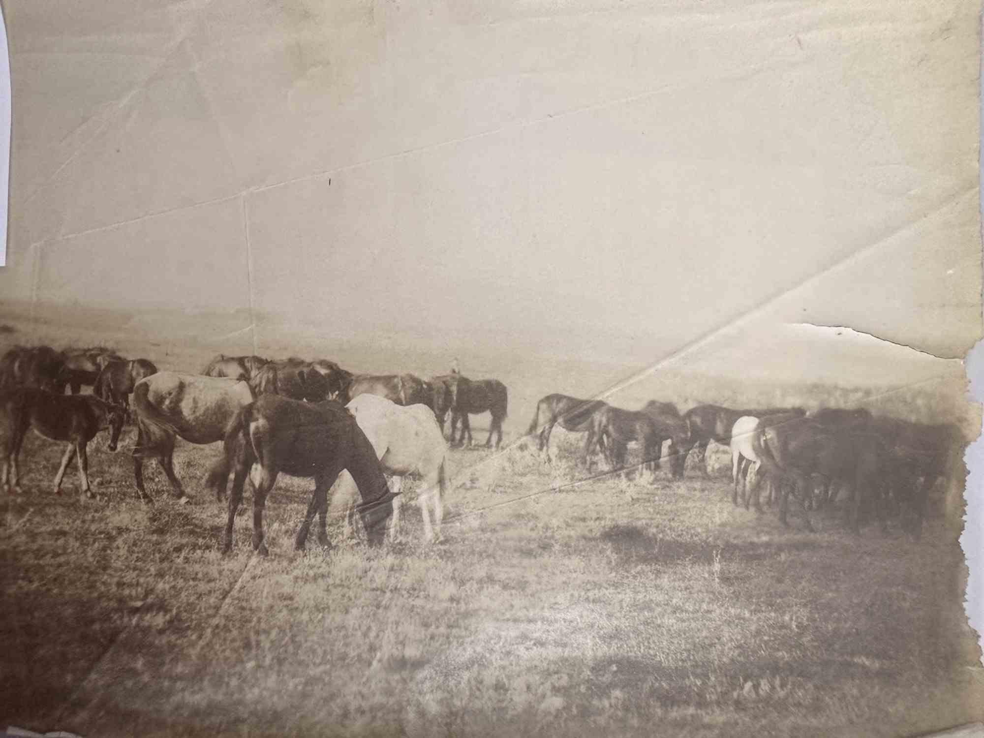 Unknown Figurative Photograph - Old Days - Horses in the Tuscan Maremma - Vintage Photo - Mid-20th Century